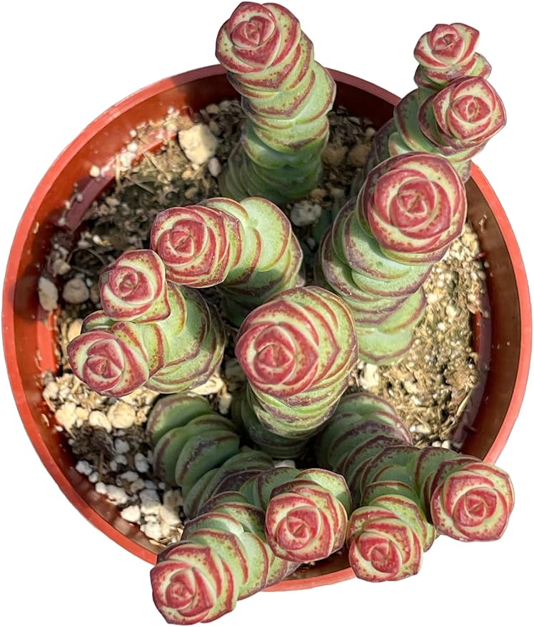 4" Crassula Baby Necklace Succulents Plants Live, Rare Succulent Plants Fully Rooted in Succulent Soil, Unique Live House Plant for Home Office Decor, by The Succulent Cult