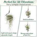 6 Pack Air Plants Live Holders Hanging Air Plant Holder Adjustable Rust-Resistant Iron Rings With Jute Ropes Soilless Stand Display Container For Tillandsia Succulents Home Office Decor Black