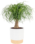 Costa Farms Ponytail Palm Live Plant in Decorative Pot, Easy to Maintain Indoor Houseplant, Perfect for Home, Room, or Office Decor, Great House Warming or Birthday Gift, 12-24 Inches Tall