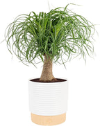 Costa Farms Ponytail Palm Live Plant in Decorative Pot, Easy to Maintain Indoor Houseplant, Perfect for Home, Room, or Office Decor, Great House Warming or Birthday Gift, 12-24 Inches Tall