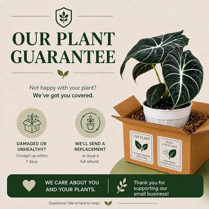 Alocasia Black Velvet Live Plant, Indoor Houseplant, Alocasia Plants Live Houseplants, Live Plants Gift, House Plant with Velvety Petals