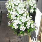 CITYES 4 Pcs Artificial Flowers Outdoor Impatiens UV Resistant Silk Impatiens Flowers White Faux Flowers Impatiens Bushes Artificial Impatiens for Pot Patio Lawn Garden Hanging Basket Porch Decor