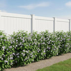 Blue Butterfly Bush - Clerodendrum myricoides 'Ugandense' - Live Tropical Plant - Unusual Shaped Flower - Emerald's - Starter Size - 4 Inch Pot