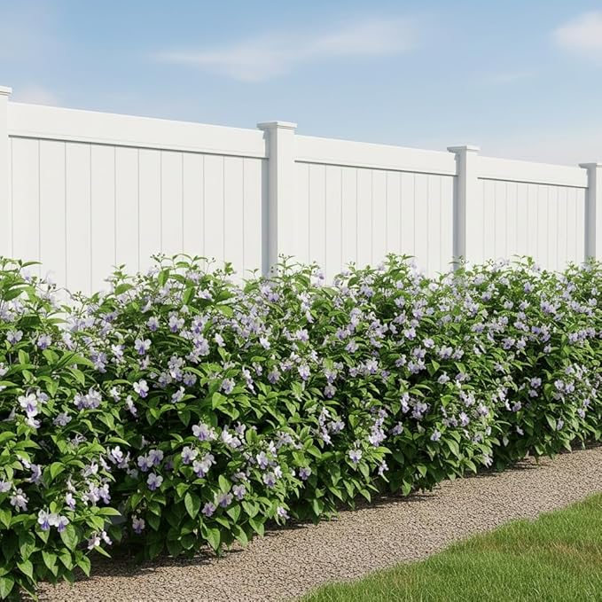 Blue Butterfly Bush - Clerodendrum myricoides 'Ugandense' - Live Tropical Plant - Unusual Shaped Flower - Emerald's - Starter Size - 4 Inch Pot