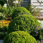 Southern Living Plant Collection 2.5 Quart - Baby Gem Boxwood, Green