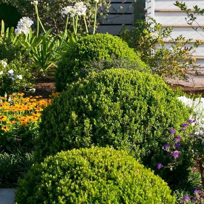 Southern Living Plant Collection 2.5 Quart - Baby Gem Boxwood, Green