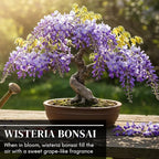 3 Wisteria Bonsai Starter Trees (1 Year Old Live Plant) – Wisteria Floribunda Seedling – Fast Growing Flowering Vine for Bonsai Training – Outdoor/Indoor Bonsai Tree Starter Kit (3 Plants)