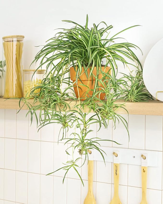 Spider Plant (4'' Grower Pot) - Air Purifying and Live Healthy Houseplant - Easy to Grow, Easy to Care Indoor Houseplant - Fully Rooted in 2/4/4.5/5/6 inch Sizes