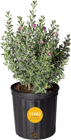 Costa Farms Texas Sage Live Plant | 10‑Inch Grower Pot | Blooming Purple Flowers | Drought‑Tolerant Evergreen Shrub | Landscape, Hedge & Pollinator Garden