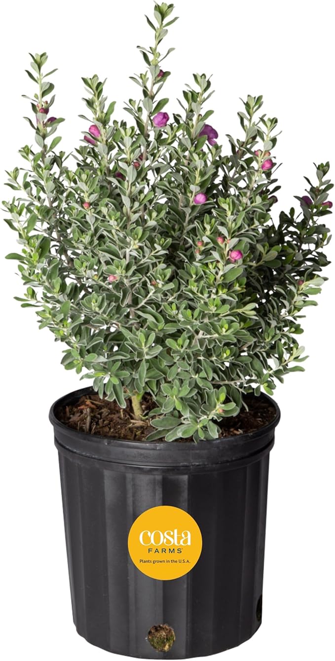 Costa Farms Texas Sage Live Plant | 10‑Inch Grower Pot | Blooming Purple Flowers | Drought‑Tolerant Evergreen Shrub | Landscape, Hedge & Pollinator Garden