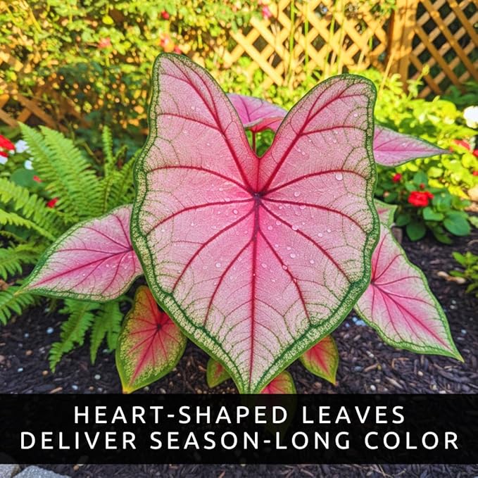 Pink Princess Caladium Bulbs for Planting - Beautiful Spotted Leafs Stand Out - Perennial Hosta, Elephant Ears, Fancy (10 Bulbs)