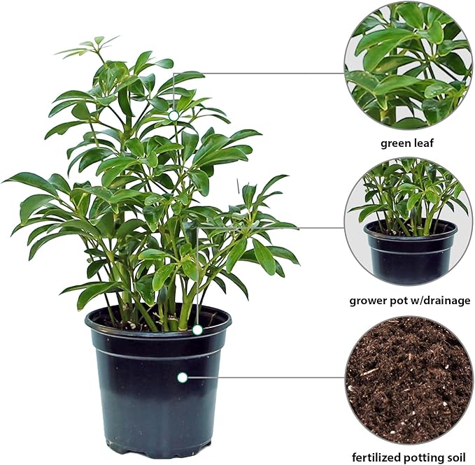 Live Hawaiian Schefflera Arboricola, Hawaiian Dwarf Umbrella Tree, Fully Rooted Indoor Plant, Easy Care Live Houseplant, Birthday Gift, Housewarming Gift in 4" Pot