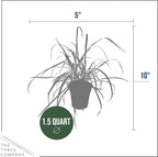 Live Healthy Lemongrass (2 Plants Per Pack) - Wards Off Pests - Natural Mosquito Repellant - Healthy and Fragrant - 10" Tall by 5" Wide in 1.5 Quart Pot