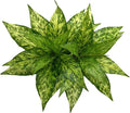 Artificial Agave Fake Plants, Faux Shrubs Grass Bushes Plant Plastic Flowers for Wedding Party Office Indoor Outdoor Room Yard Garden Greenery Leaves Decor Planter Filler Decoration Yellow 2 Pack