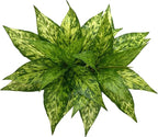 Artificial Agave Fake Plants, Faux Shrubs Grass Bushes Plant Plastic Flowers for Wedding Party Office Indoor Outdoor Room Yard Garden Greenery Leaves Decor Planter Filler Decoration Yellow 2 Pack