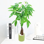 Athena's Garden Money Tree Plant Indoor Live Plant Pachira Money Tree with Ceramic Planter 18 Inches Tall, Green Pot - White Rocks, Medium