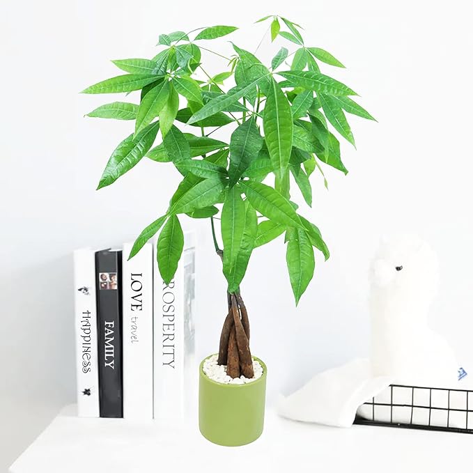 Athena's Garden Money Tree Plant Indoor Live Plant Pachira Money Tree with Ceramic Planter 18 Inches Tall, Green Pot - White Rocks, Medium