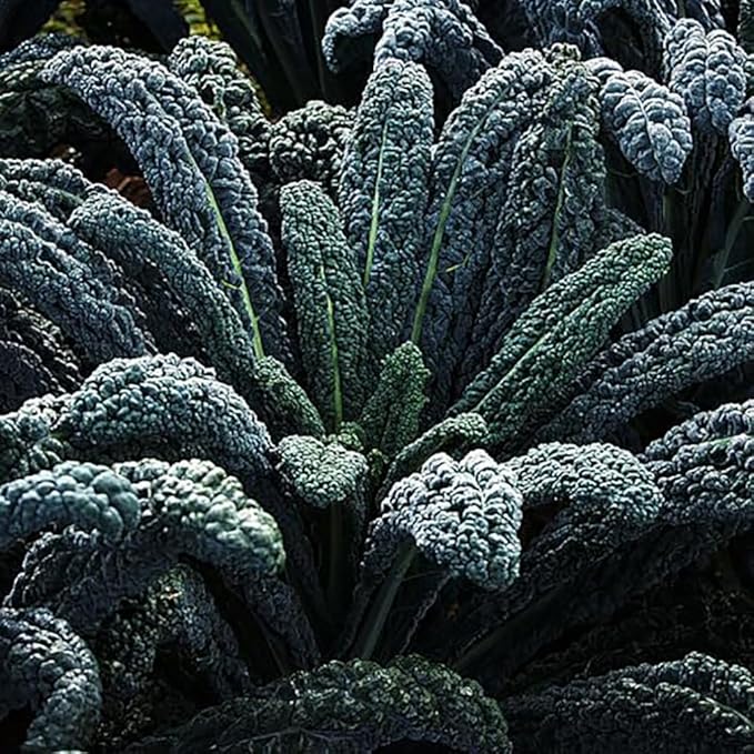 Black Magic Dinosaur Kale Seeds - 2 Feet Long Leaves - Approximately 500 Seeds