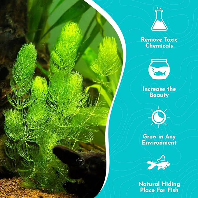 Live Aquarium 6 Hornwort Coontail Indoor Plants - Excellent Aquarium Plant - Beautiful Effect to Aquarium - Fast Growth, Long Lasting & Easy to Care Aquatic Plants - Pack 6