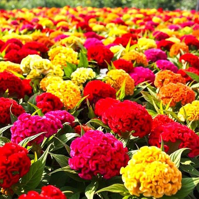 Seeds Cockscomb Coral Garden Dwarf Mix 200+ Seeds Brain Celosia Cristata Crested Cockscomb