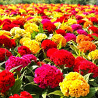 Seeds Cockscomb Coral Garden Dwarf Mix 200+ Seeds Brain Celosia Cristata Crested Cockscomb