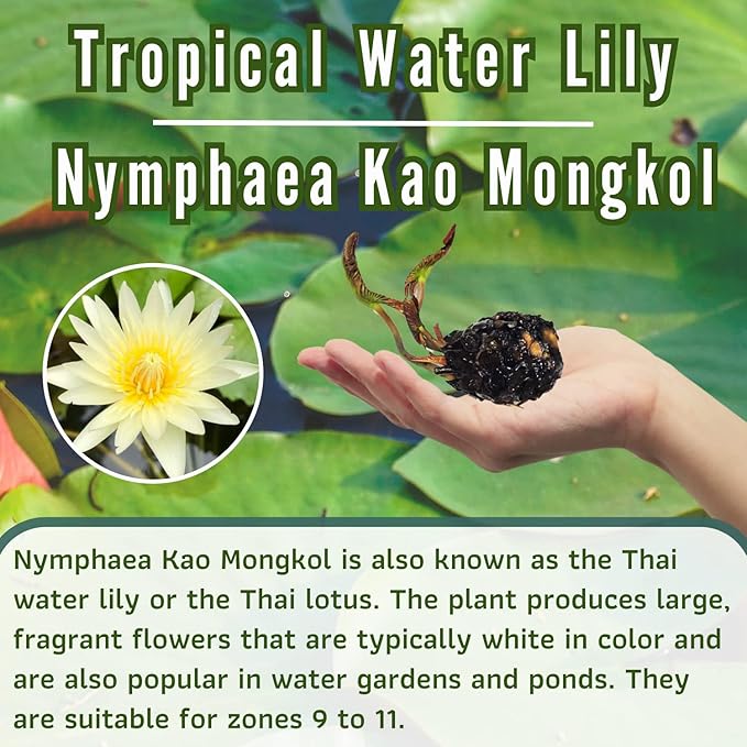 Mainam Mix Colorful Tropical Water Lily Tuber Live Aquarium Plant for Freshwater Fish Pond Balcony Buy 2 GET Fertilizer Free (White Nymphaea Kao Mongkol)