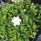 Perfect Plants Kliem's Hardy Gardenia Live Plant, 1 Gallon Pot