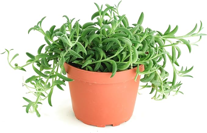 Shop Succulents String of Bananas Hanging Succulent, Senecio Radicans, Fully Rooted Live 4" Succulent Plant, Low Maintenance Indoor Plant, Trailing Succulents, Gift & Garden