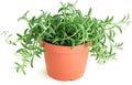 Shop Succulents String of Bananas Hanging Succulent, Senecio Radicans, Fully Rooted Live 4" Succulent Plant, Low Maintenance Indoor Plant, Trailing Succulents, Gift & Garden