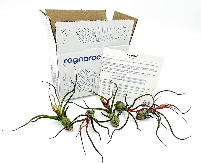 ragnaroc Air Plants - Flowering Tillandsia Bulbosa Guatemala, Large 3-5" - 5ct - Live Arrival Guaranteed - House Plants for Home Decor & Gift