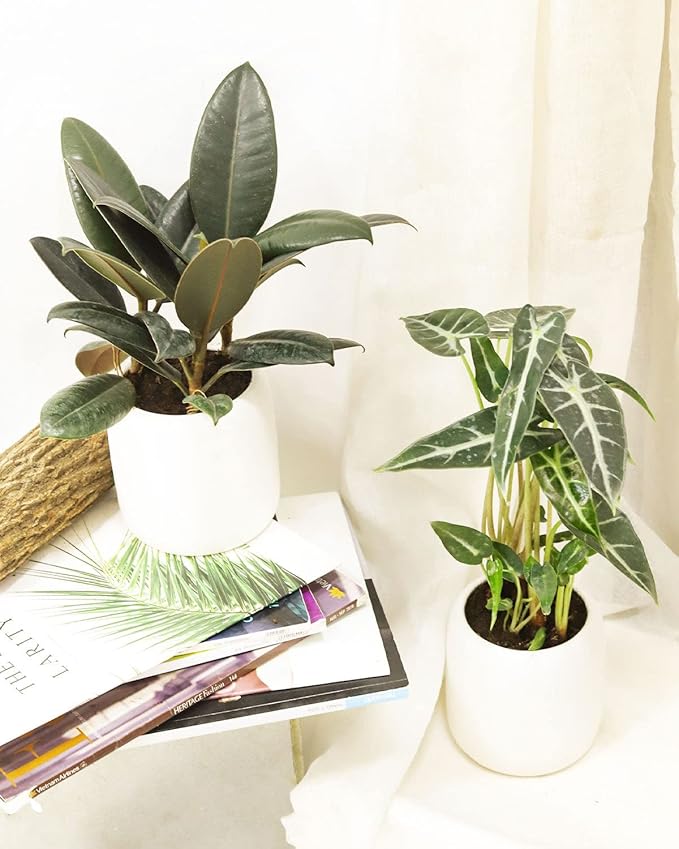 Burgundy Rubber Plant (4" Grower Pot) - Air Purifying and Live Healthy Houseplant - Easy to Grow, Easy to Care Indoor Houseplant