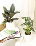 Burgundy Rubber Plant (4" Grower Pot) - Air Purifying and Live Healthy Houseplant - Easy to Grow, Easy to Care Indoor Houseplant