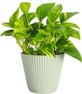 Thorsen's Greenhouse Golden Pothos, Live Indoor Vining Plant, Easy to Grow, Variegated Houseplant, Natural Air Purifier (Sage, 6-inch Pot)