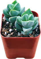 Succulents Plants Live 2inch Live Mini Succulent Plants, Easy Care House Plants Rooted in Succulent Soil Mix, by The Succulent Cult (Crassula Moonglow, 2 Inch)