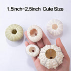 5 Pcs Conch Plant Holders, Sea Shell Air Plant Holders for Hanging Decorative Air Plant Display Containers Sea Urchin Hanging Pot for Garden Beach Theme Party