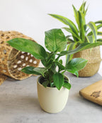 Real Philodendron Plant Variety Pack (Includes 4 Live Plants) in 4.25" Grower Pots, Easy to Grow Air Purifying Philodendrons, Seasonal Surprise Box, Easy & Popular Houseplants by Plants for Pets