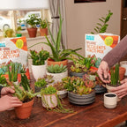 Back to The Roots 100% Organic Succulent & Cacti Mix (6 Quart) | Made in The USA | Premium Nutrition for Indoor and Outdoor Plants