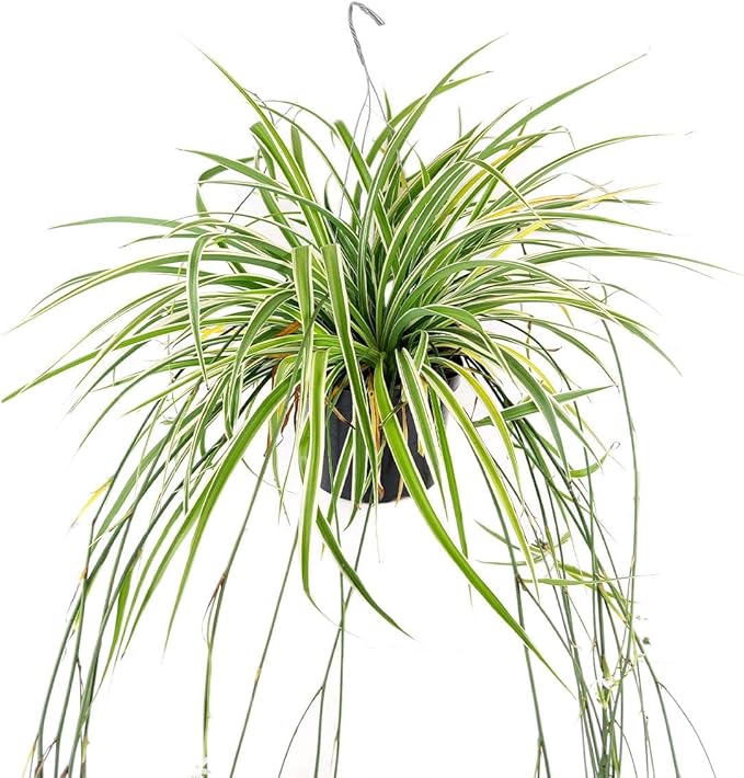 Spider Plant (6 inch) - Air-Purifying Houseplants - 4/6 inch Unique Live Decorative Houseplants - Low-Maintenance Indoor Plants, House Warming Gift, Natural Air Purifier