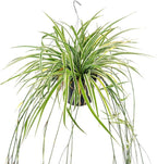 Spider Plant (4 inch) - Air-Purifying Houseplants - 4/6 inch Unique Live Decorative Houseplants - Low-Maintenance Indoor Plants, House Warming Gift, Natural Air Purifier
