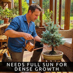 Blue Spruce Seeds for Bonsai (30 Pack) – Grow Colorado Blue Spruce Miniature Evergreen Tree – Picea pungens glauca - Peaceful Bonsai Hobby or Gift
