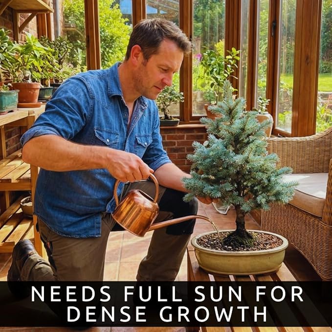 Blue Spruce Seeds for Bonsai (30 Pack) – Grow Colorado Blue Spruce Miniature Evergreen Tree – Picea pungens glauca - Peaceful Bonsai Hobby or Gift