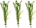 3 Bundles Anacharis Egeria Densa Elodea Live Aquarium Plants Freshwater Pond Aquatic Water Plant Decorations by Greenpro