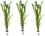 3 Bundles Anacharis Egeria Densa Elodea Live Aquarium Plants Freshwater Pond Aquatic Water Plant Decorations by Greenpro