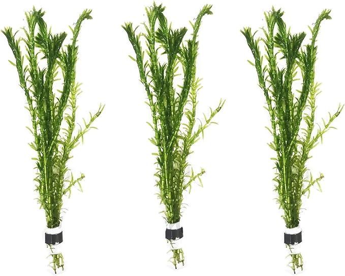 3 Bundles Anacharis Egeria Densa Elodea Live Aquarium Plants Freshwater Pond Aquatic Water Plant Decorations by Greenpro