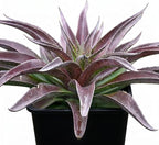 Mangave 'Red Wing' (1.5" Plug) - Live Succulent Plant, Agave Like Rosette, Low Maintenance, Drought-Tolerant Landscaping Plant for Home Garden Decor, Beginner-Friendly Live Plants