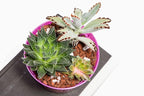 rePotme Orchid Pot Growers Assortment (8 Slotted Clear Orchid Pots - 2 Each of 3, 4, 5, 6 Inch) - Premium Orchid Planters, Orchid Pots with Holes for Repotting
