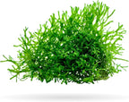 Riccia Fluitans Crystalwort Live Aquatic Plant for Aquarium