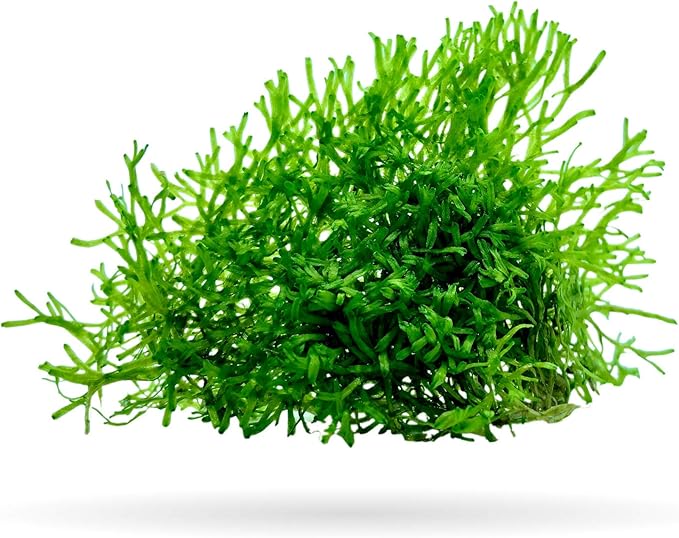 Riccia Fluitans Crystalwort Live Aquatic Plant for Aquarium