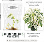 Rare Monstera White Monster Tissue Culture Starter Plants, Variegated Plants Live Houseplants, Live Plants for Collectors, Monstera Plant for Indoor Garden