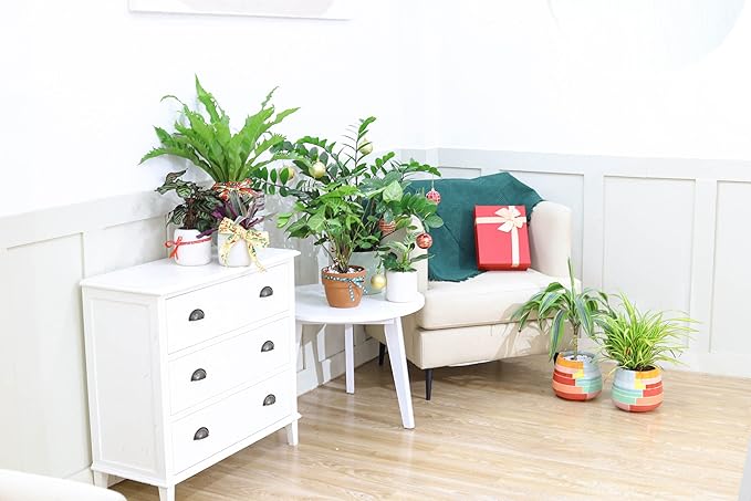Spider Plant (4'' Grower Pot) - Air Purifying and Live Healthy Houseplant - Easy to Grow, Easy to Care Indoor Houseplant - Fully Rooted in 2/4/4.5/5/6 inch Sizes